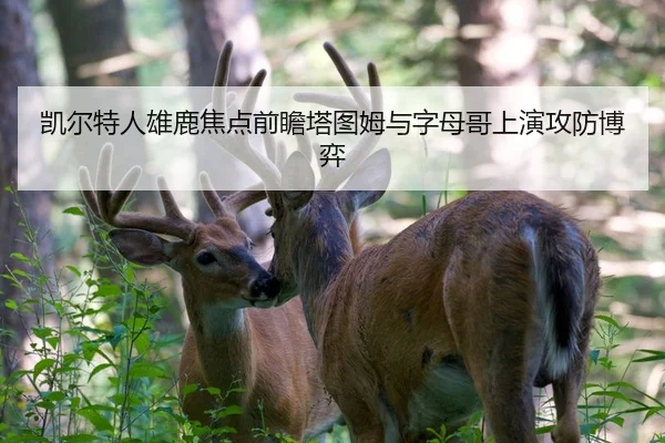 凯尔特人雄鹿焦点前瞻塔图姆与字母哥上演攻防博弈